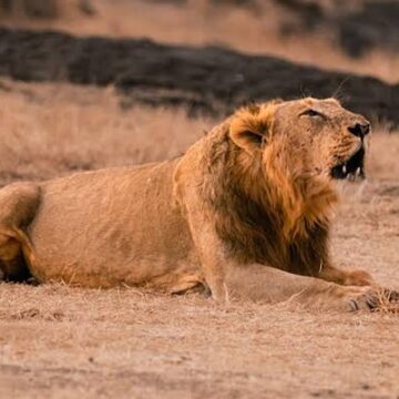 Lion Fatally Attacks Farmer in Amreli, Raising Fresh Concerns Over Human-Wildlife Conflict in Gujarat