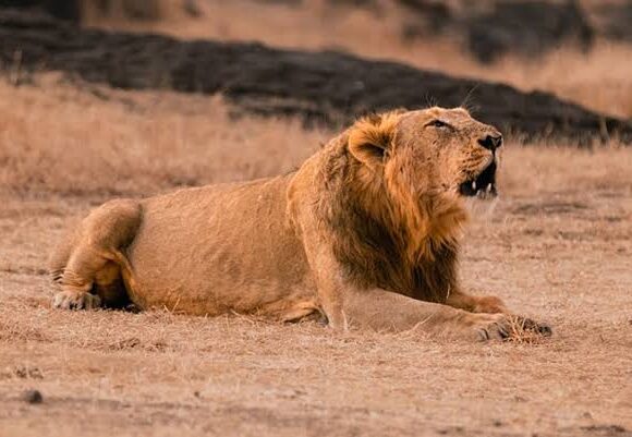 Lion Fatally Attacks Farmer in Amreli, Raising Fresh Concerns Over Human-Wildlife Conflict in Gujarat