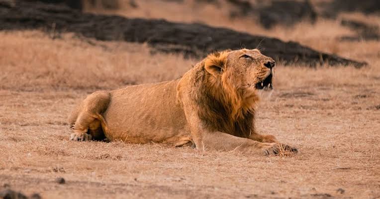 images (20) Lion Fatally Attacks Farmer in Amreli, Raising Fresh Concerns Over Human-Wildlife Conflict in Gujarat