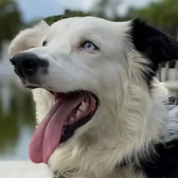 26f3e779e7b5-screenshot-2026-06-29-at-114628-am Hero Rescue Dog ‘Tsunami’ Saves 13 Lives in Venezuela Earthquake Response, Inspires the World
