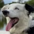 Hero Rescue Dog ‘Tsunami’ Saves 13 Lives in Venezuela Earthquake Response, Inspires the World