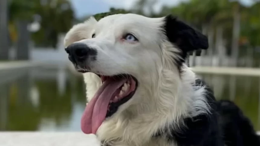 26f3e779e7b5-screenshot-2026-06-29-at-114628-am Hero Rescue Dog ‘Tsunami’ Saves 13 Lives in Venezuela Earthquake Response, Inspires the World