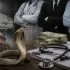 Chhattisgarh’s ₹17.24 Crore Snakebite Compensation Scam: Fake Death Records Expose Massive Fraud Network in Bilaspur