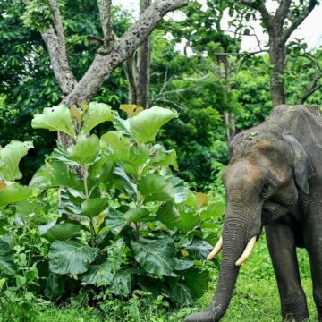 AFP_367K4WW Two More Killed in Elephant Attacks in Chhattisgarh as Fear and Human-Wildlife Conflict Intensify