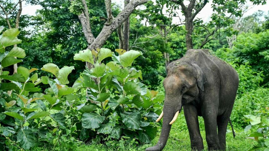 Two More Killed in Elephant Attacks in Chhattisgarh as Fear and Human-Wildlife Conflict Intensify