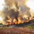 Fast-Spreading Ramona Brush Fire Triggers Evacuations as Creelman Lane Area Comes Under Threat