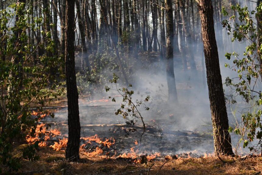 download (2) Southern Europe Engulfed by Devastating Wildfires as Firefighters Lose Lives and France Battles Record-Breaking Blaze