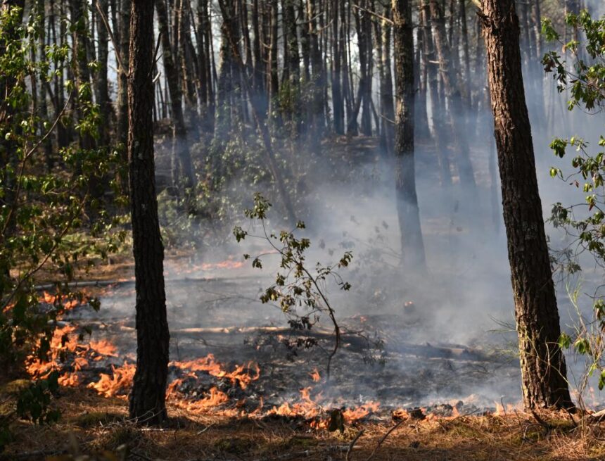 download (2) Southern Europe Engulfed by Devastating Wildfires as Firefighters Lose Lives and France Battles Record-Breaking Blaze