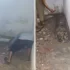 Agra Horror: Wife Arrested After Husband’s Body Found Buried Beneath Bathroom Floor Following 45-Day ‘Missing’ Mystery
