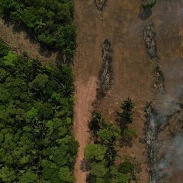images (11) Coal Expansion Clears Path for Felling of Nearly 400,000 Trees Across India