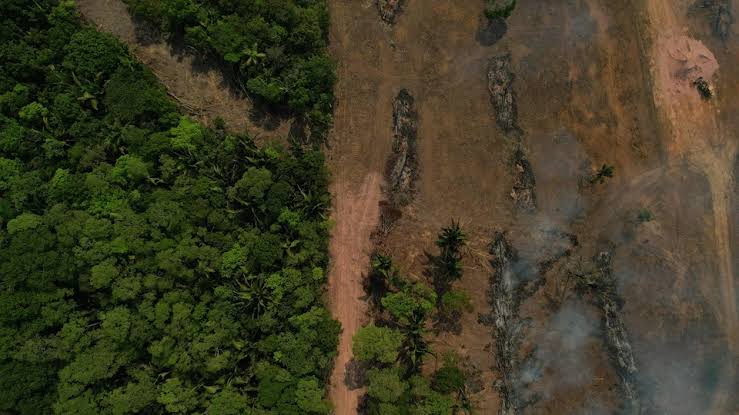 images (11) Coal Expansion Clears Path for Felling of Nearly 400,000 Trees Across India