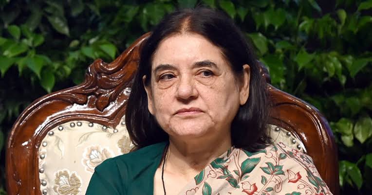 images (19) Maneka Gandhi’s Peacock Feather Remarks Trigger Dispute with Jain Organisations Over Wildlife Trade Claims