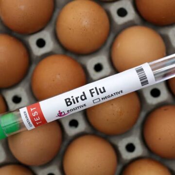 images (45) New Zealand Confirms First H5N1 Bird Flu Case in Wild Seabird, Strengthens Disease Surveillance