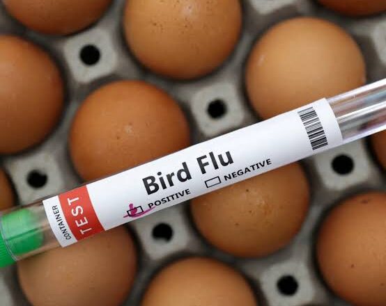 images (45) New Zealand Confirms First H5N1 Bird Flu Case in Wild Seabird, Strengthens Disease Surveillance